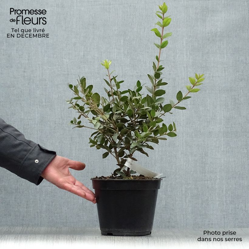 Metrosideros Mistral - Arbre de Noël de Nouvelle-Zélande Pot de 4L/5L esemplare consegnato in inverno