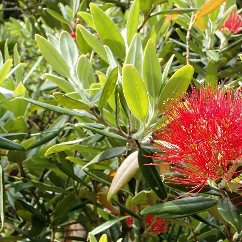 Metrosideros excelsa - Albero di Natale della Nuova Zelanda (Fogliame)