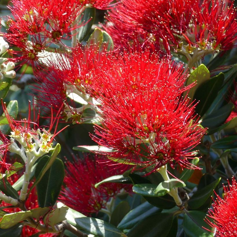 Metrosideros excelsa - Albero di Natale della Nuova Zelanda (Fioritura)