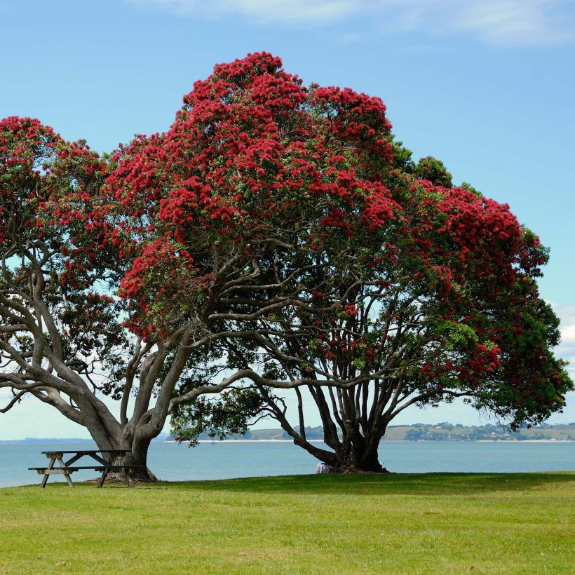 Metrosideros excelsa - Albero di Natale della Nuova Zelanda (Porto)