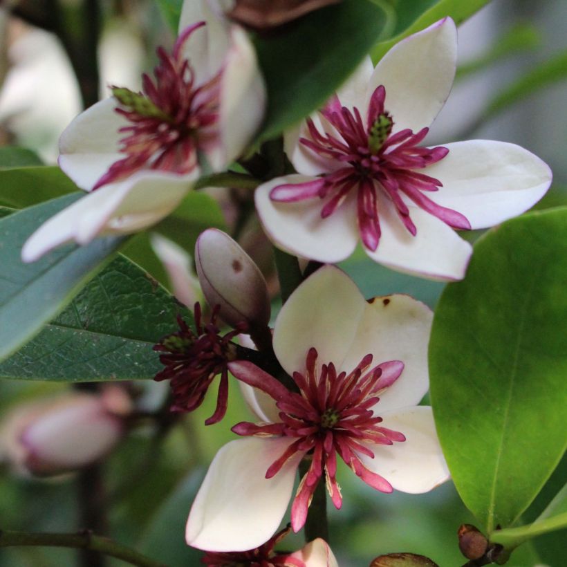 Magnolia White Caviar (Fioritura)