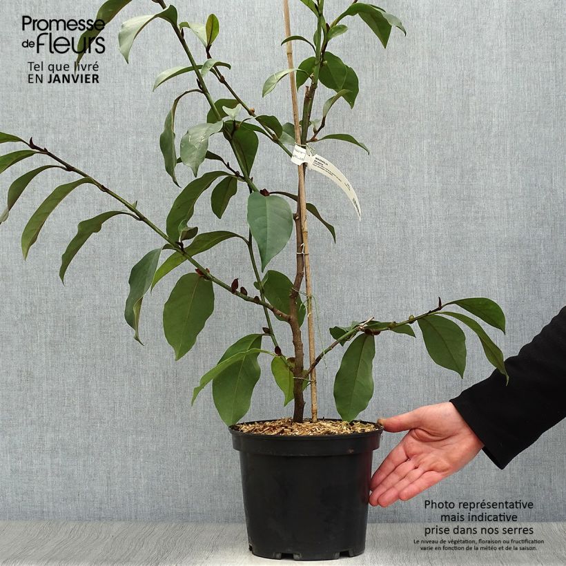 Michelia (x) foggii Allspice - Michelia hybride Pot de 5L esemplare consegnato in inverno