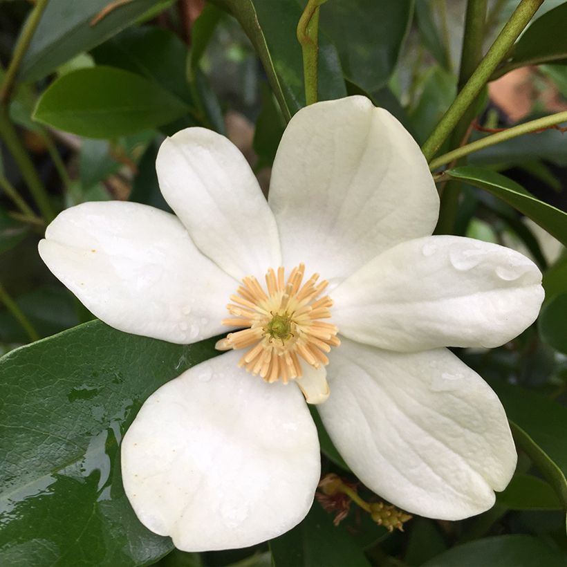 Magnolia yunnanensis (Fioritura)