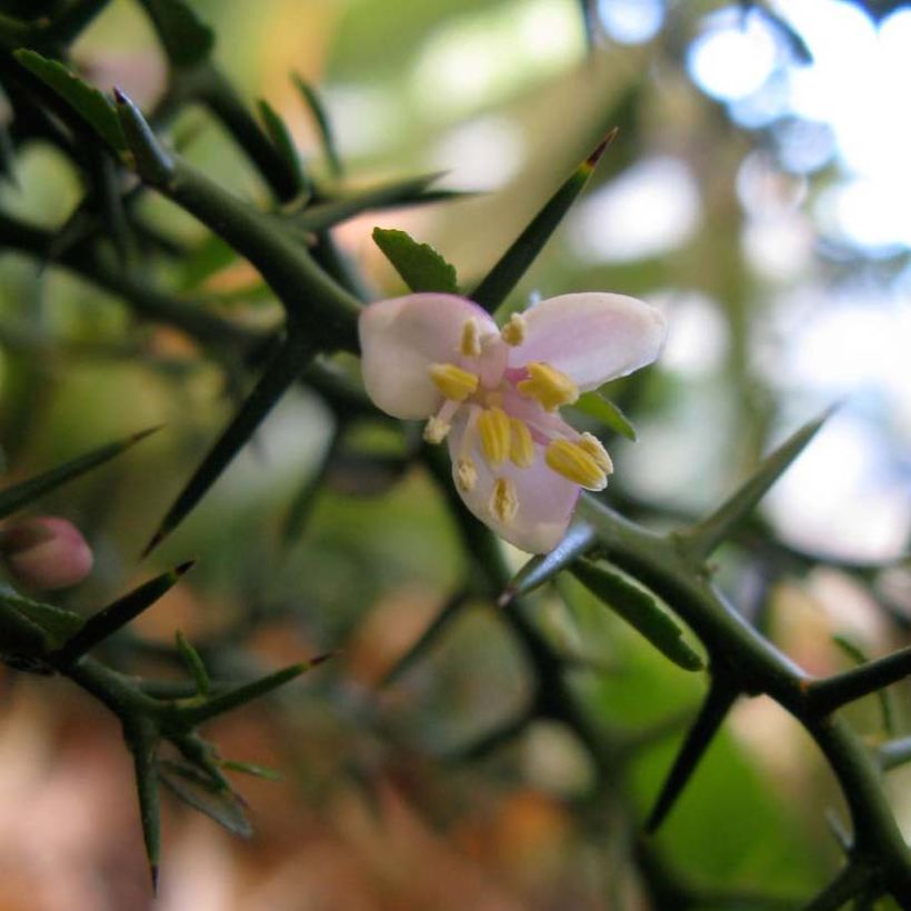 Microcitrus australasica - Caviale di limone (Fioritura)