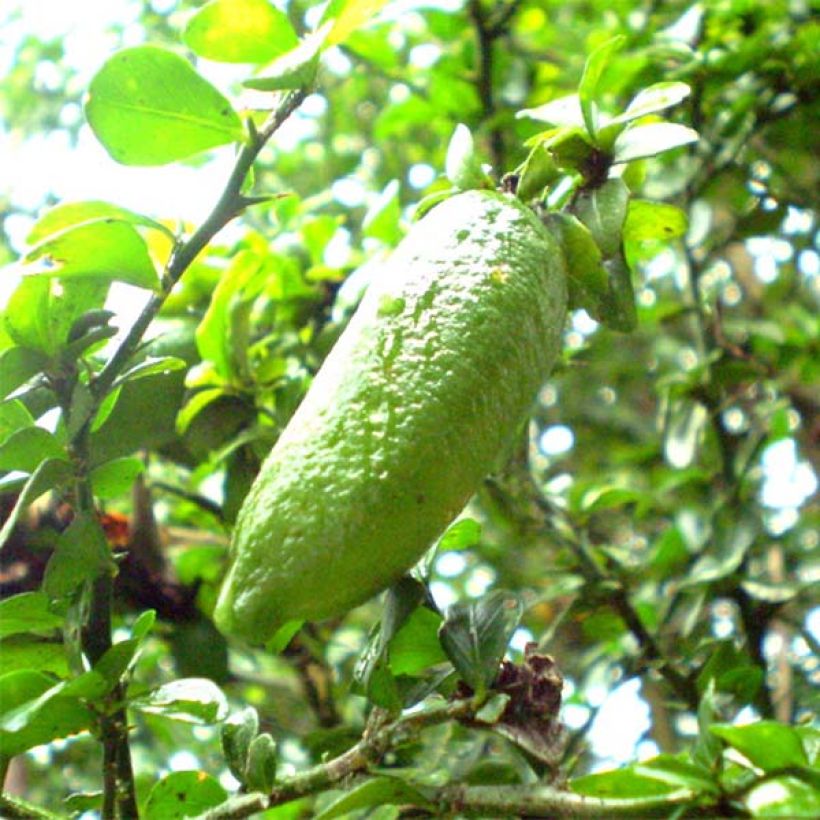 Microcitrus australasica - Caviale di limone (Raccolta)