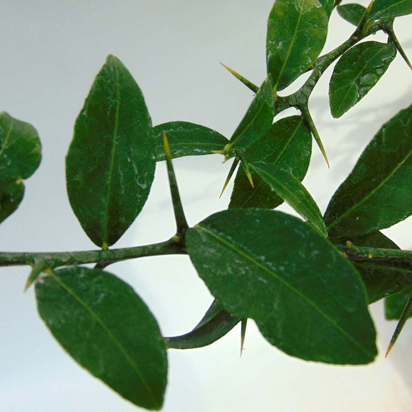 Microcitrus australasica Verde - Caviale di limone (Fogliame)