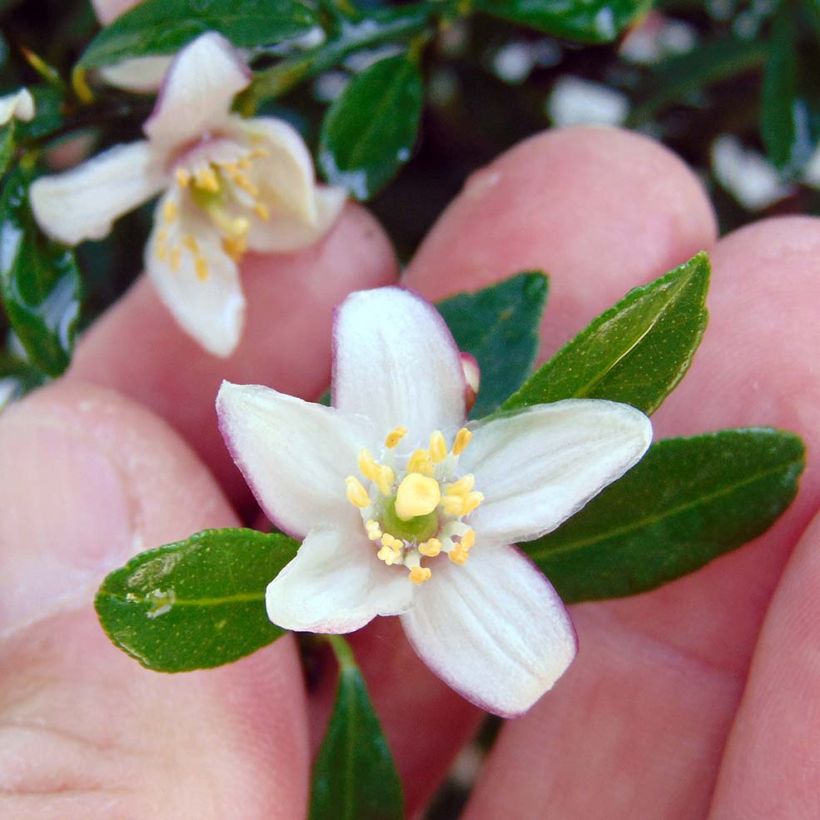 Microcitrus australasica Verde - Caviale di limone (Fioritura)