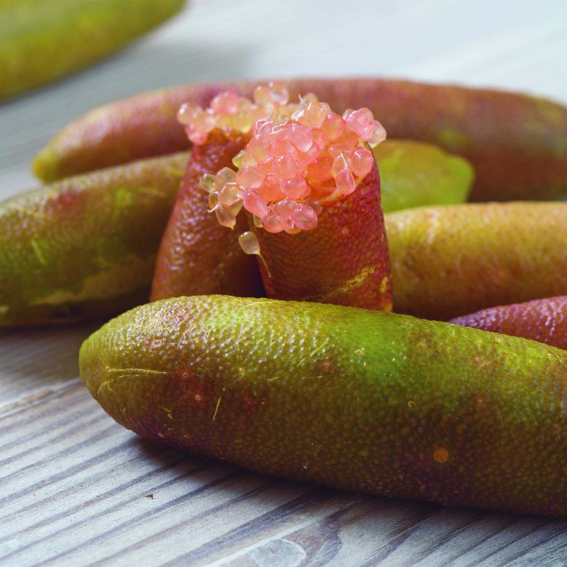 Microcitrus australasica Verde - Caviale di limone (Raccolta)