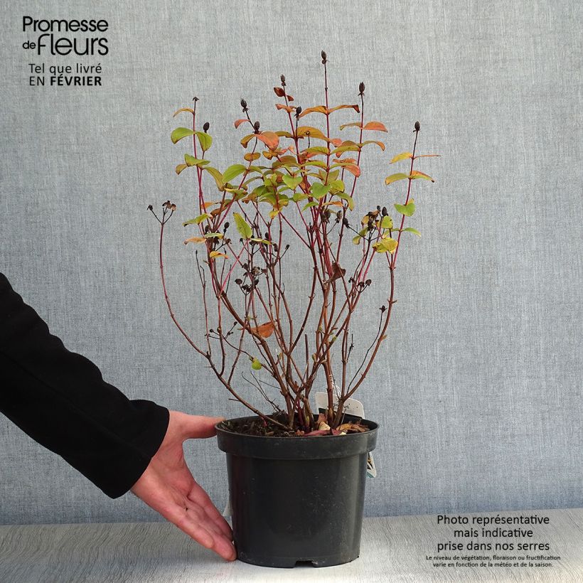 Millepertuis - Hypericum inodorum Rheingold Pot de 1L/1.5L esemplare consegnato in inverno