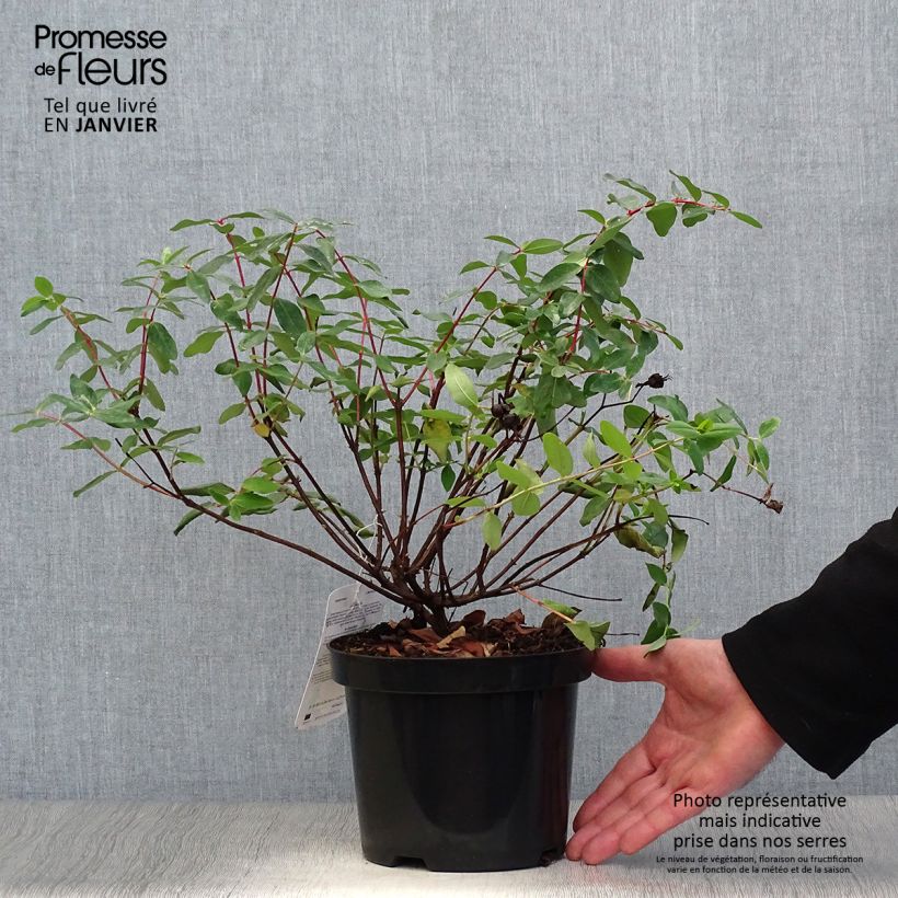 Millepertuis - Hypericum (x) moserianum Pot de 2L/3L esemplare consegnato in inverno