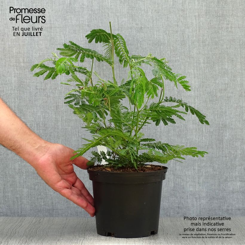 Esemplare di Mimosa - Acacia dealbata Pot de 2L/3L consegnato in estate