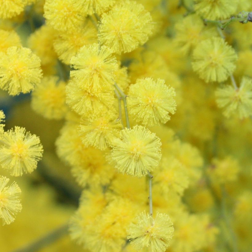 Acacia Clair De Lune - Mimosa (Fioritura)