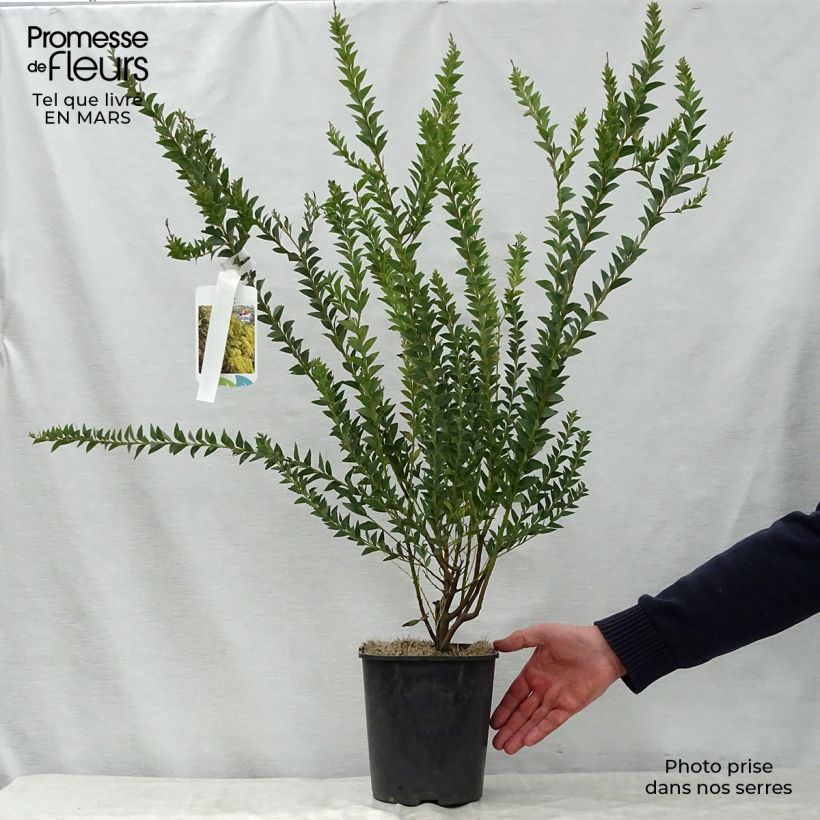 Mimosa - Acacia pravissima Pot de 3L/4L esemplare consegnato in primavera