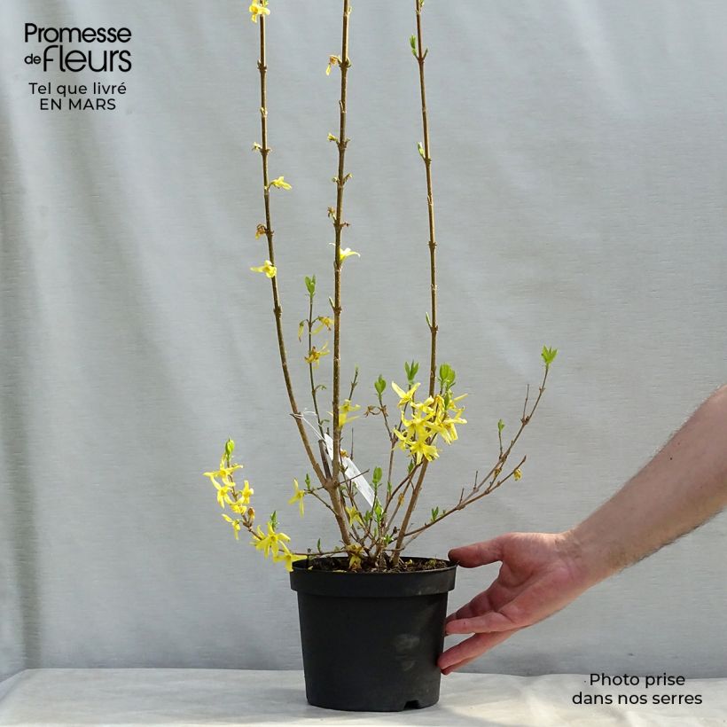 Mimosa de Paris - Forsythia x intermedia Lynwood en pot de 2L/3L esemplare consegnato in inverno