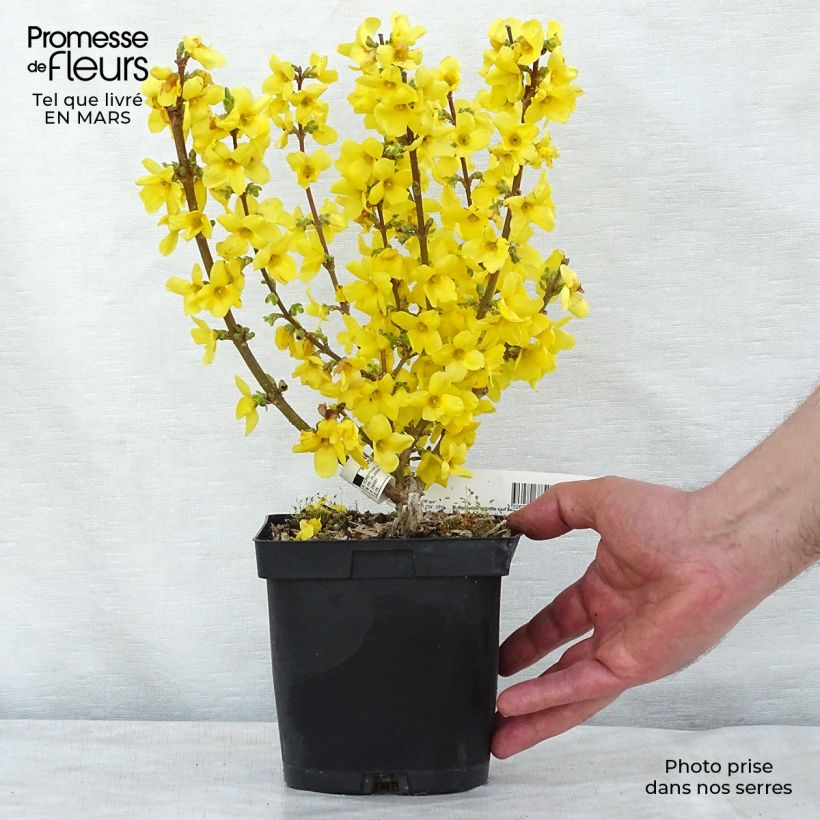 Mimosa de Paris - Forsythia x intermedia Mindor en pot de 2l/3l esemplare consegnato in inverno