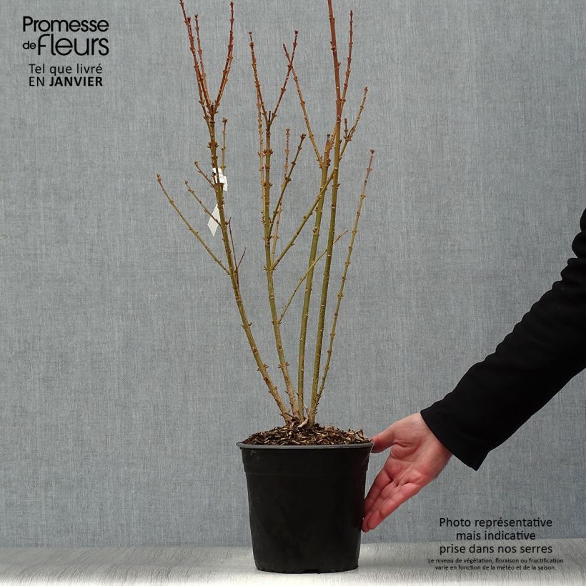 Mimosa de Paris - Forsythia x intermedia Mindor en pot de 4l/5l esemplare consegnato in inverno