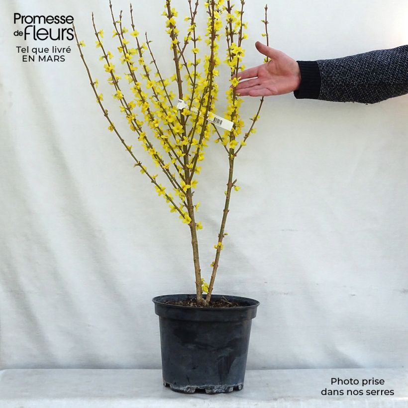 Mimosa de Paris - Forsythia x intermedia Mindor en pot de 7,5l/10l esemplare consegnato in inverno