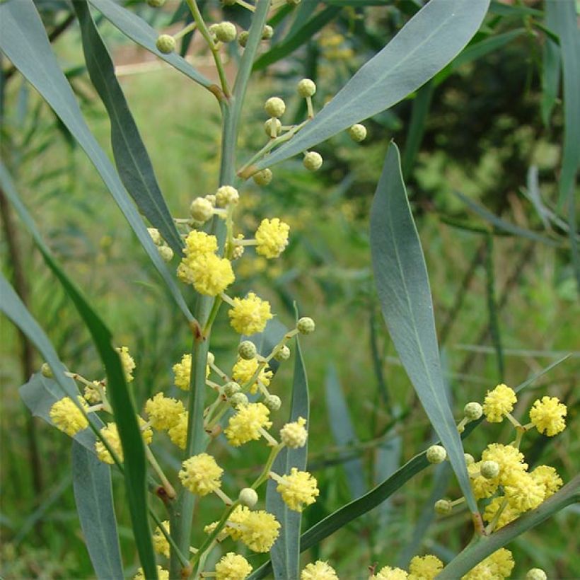 Acacia retinodes - Mimosa 4 stagioni (Fogliame)