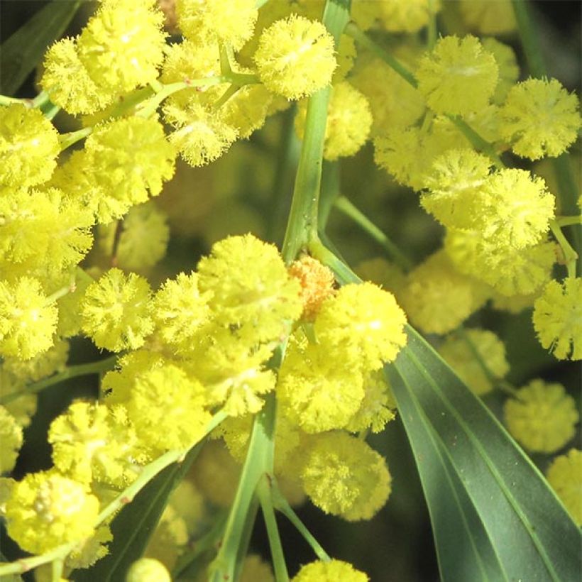 Acacia retinodes - Mimosa 4 stagioni (Fioritura)