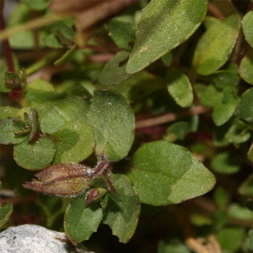 Mimulus tilingii (Fogliame)