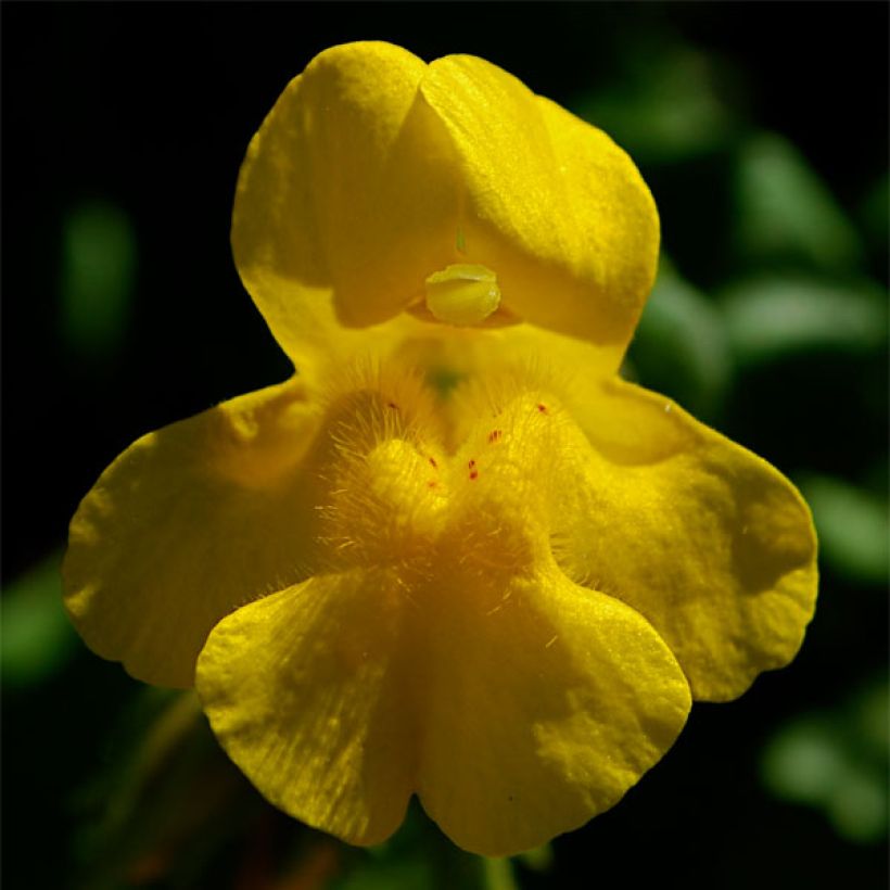 Mimulus tilingii (Fioritura)