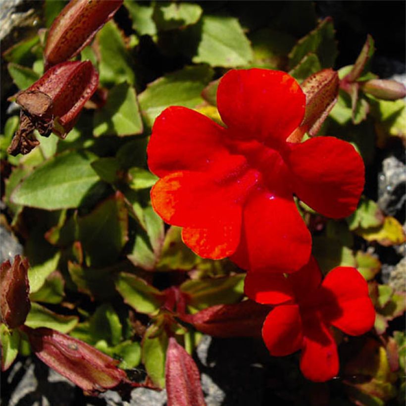 Mimulus cupreus Roter Kaiser (Fioritura)