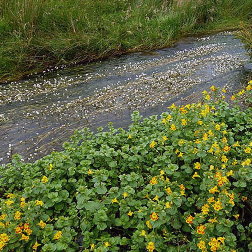 Mimulus luteus (Fogliame)