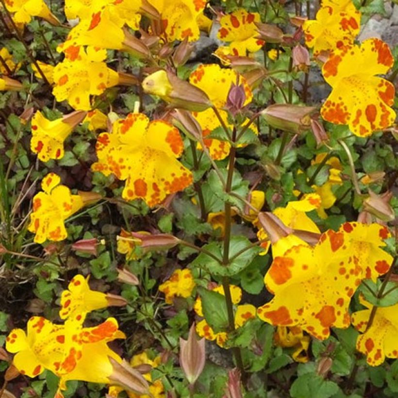 Mimulus luteus (Fioritura)