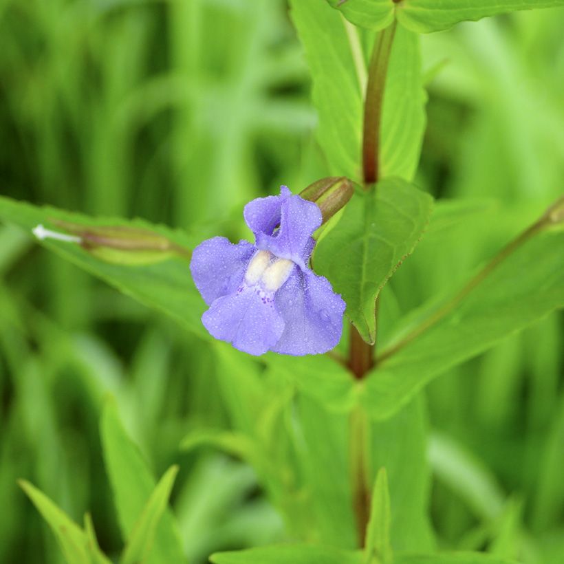 Mimulus ringens - Mimolo ringhioso (Fioritura)