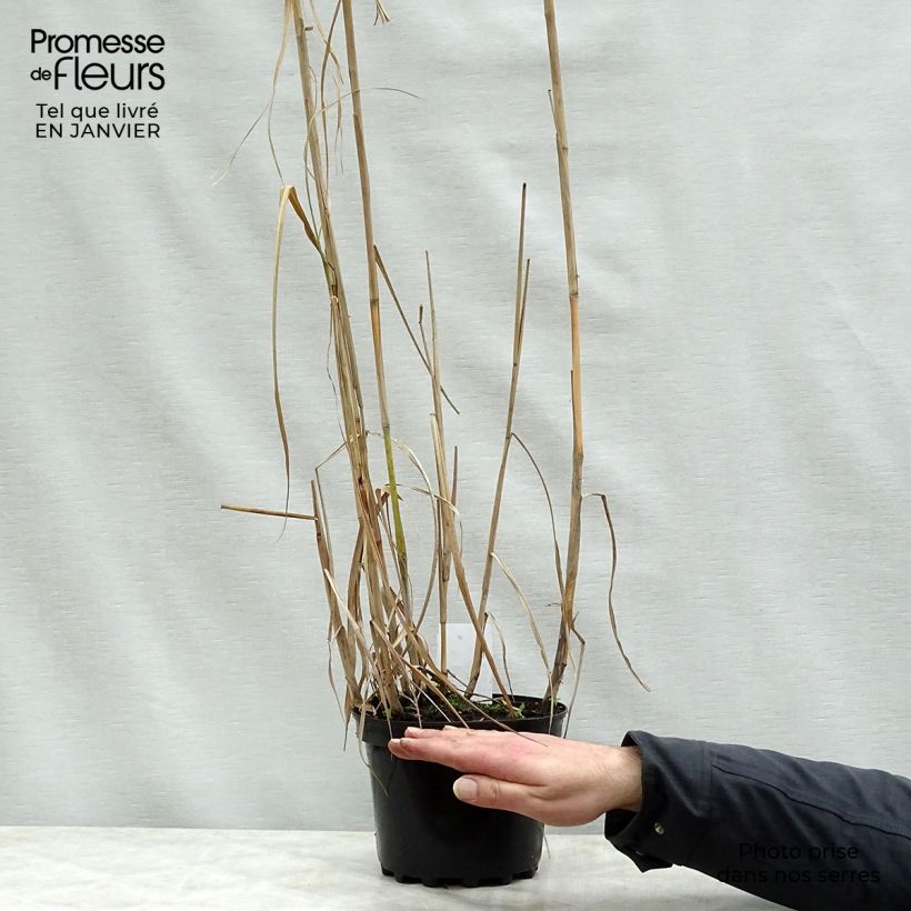 Miscanthus Giganteus (floridulus) en pot de 2L/3L esemplare consegnato in inverno