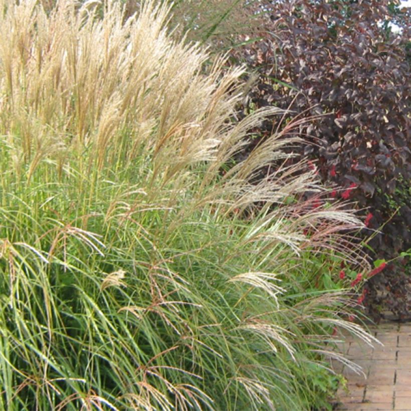 Miscanthus sinensis Yaku-Jima (Fioritura)