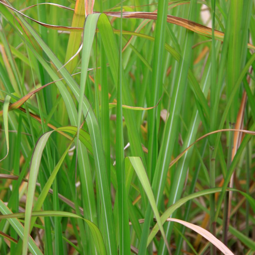 Miscanthus floridulus - Miscanto florido (Fogliame)