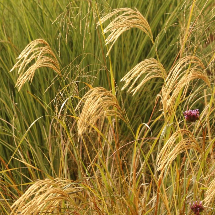 Miscanthus nepalensis (Fioritura)