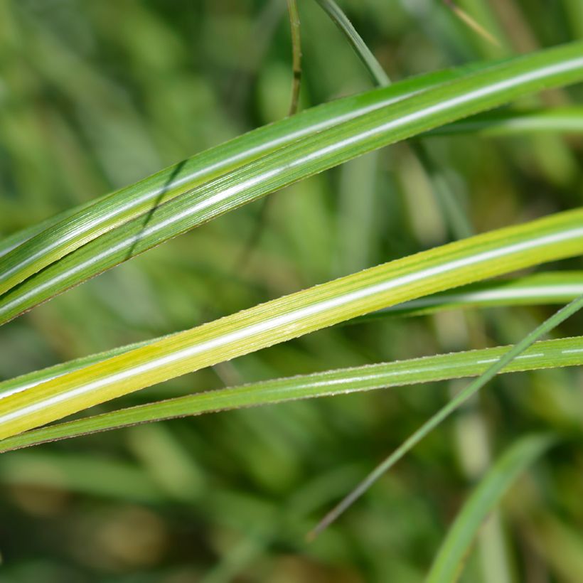 Miscanthus sinensis Adagio (Fogliame)