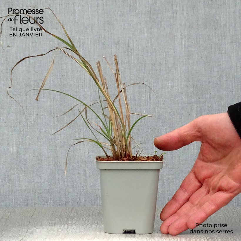 Miscanthus sinensis Adagio - Roseau de Chine en godet de 9 cm esemplare consegnato in inverno