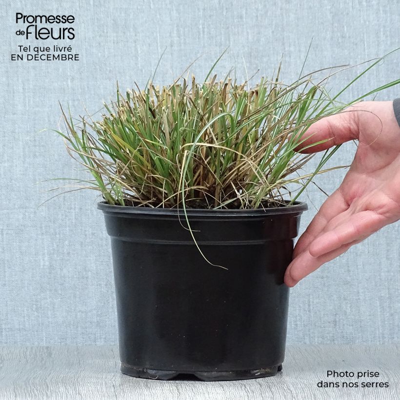 Miscanthus sinensis Adagio - Roseau de Chine en pot de 2/3 litres esemplare consegnato in inverno