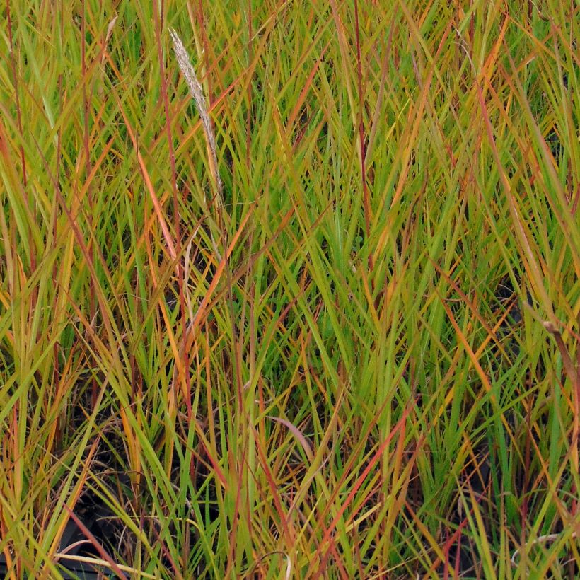 Miscanthus sinensis Afrika (Fogliame)