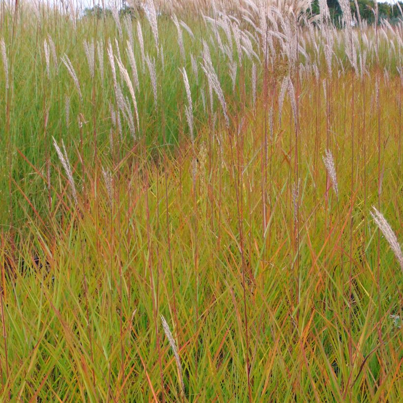 Miscanthus sinensis Afrika (Fioritura)