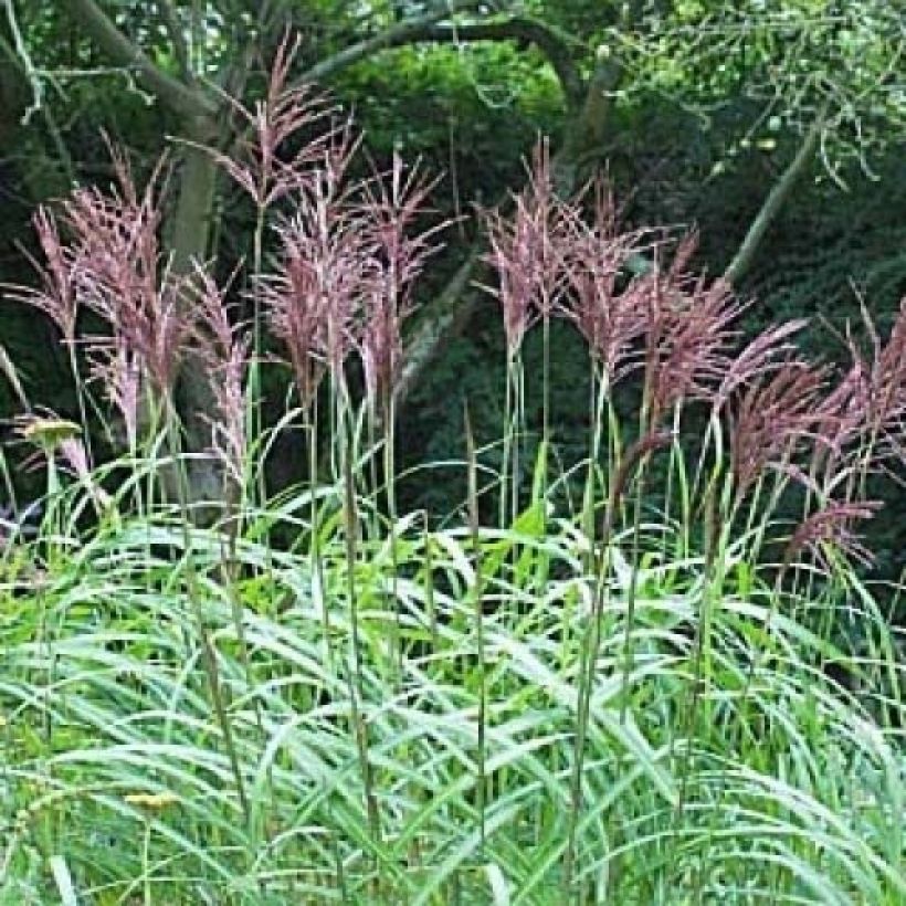 Miscanthus sinensis August Feder (Fioritura)