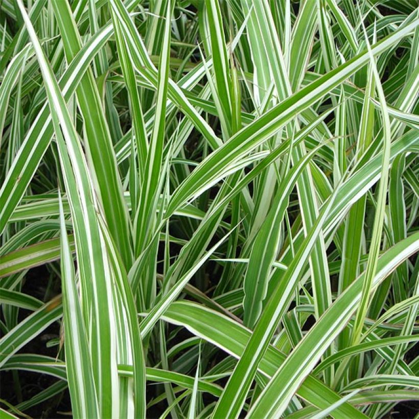 Miscanthus sinensis Cabaret (Fogliame)