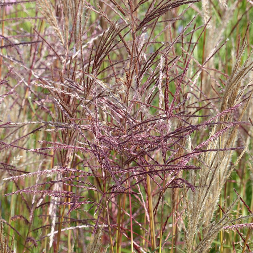 Miscanthus sinensis China (Fioritura)