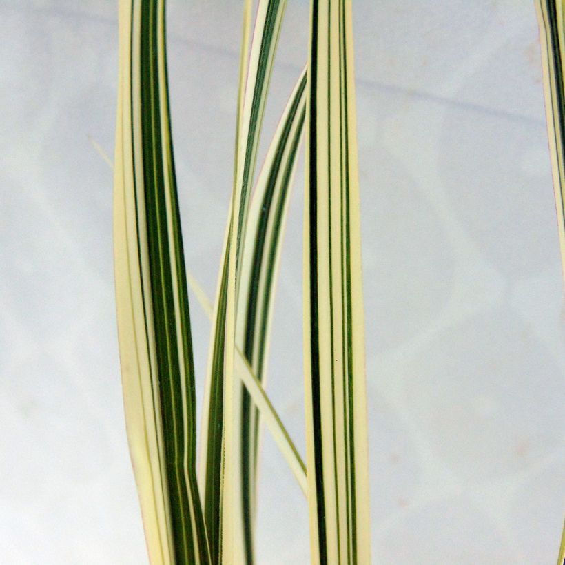 Miscanthus sinensis Cosmopolitan (Fogliame)