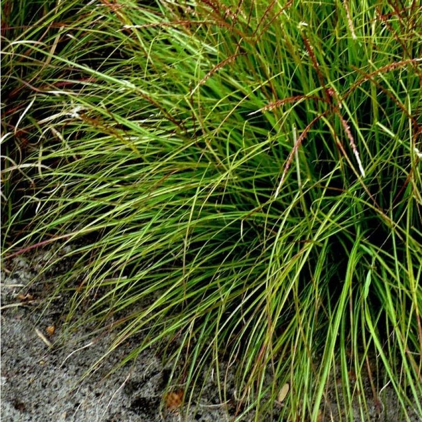 Miscanthus sinensis Cute One (Fogliame)