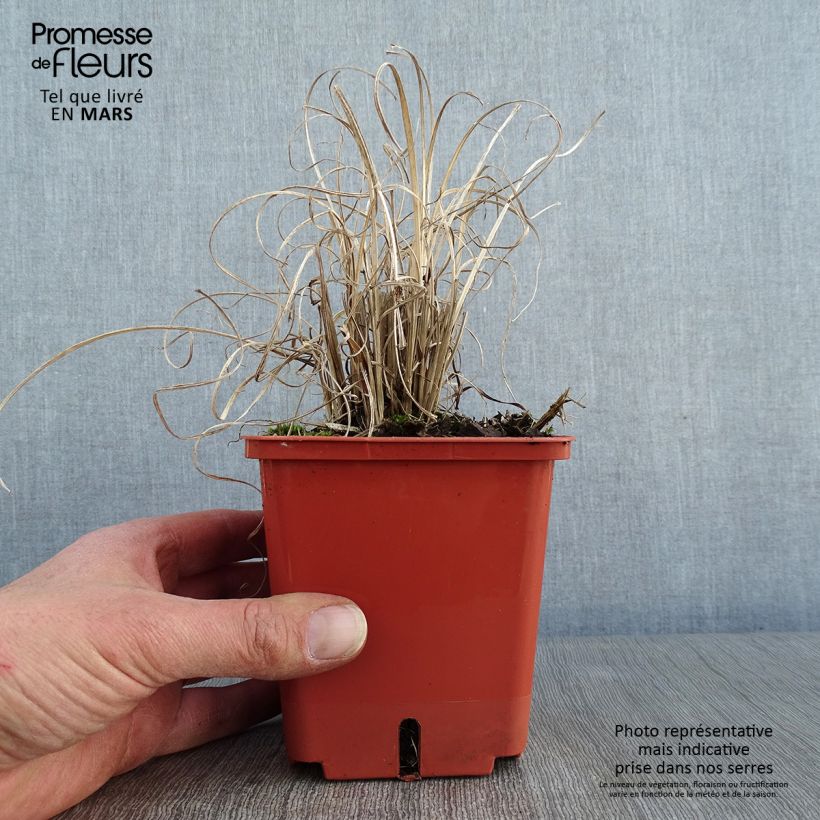 Miscanthus sinensis Cute One - Roseau de Chine nain pot de 1L/1.5L esemplare consegnato in inverno