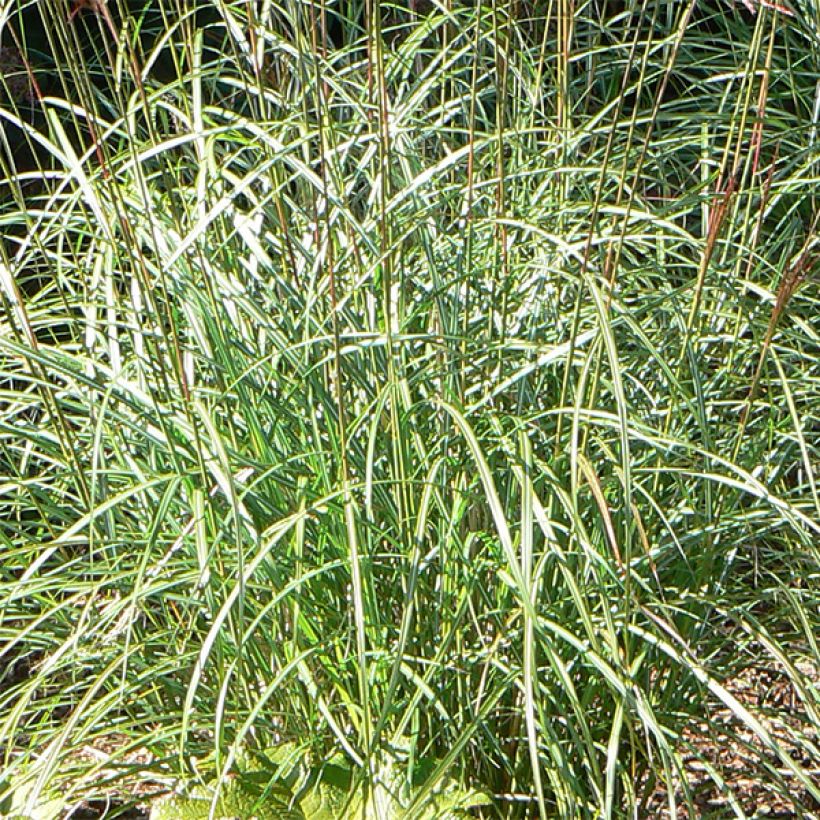 Miscanthus sinensis Ferner Osten (Fogliame)