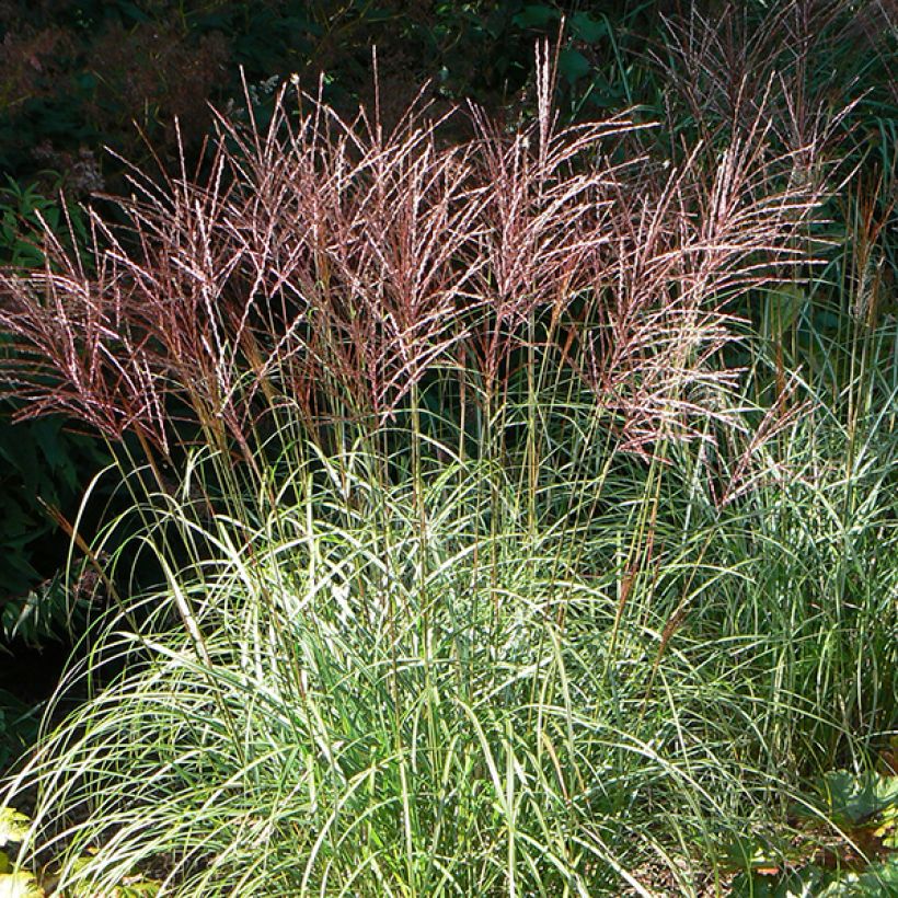 Miscanthus sinensis Ferner Osten (Fioritura)