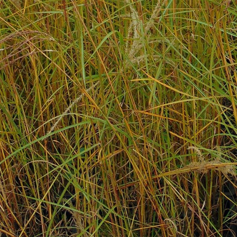 Miscanthus sinensis Flamingo (Fogliame)