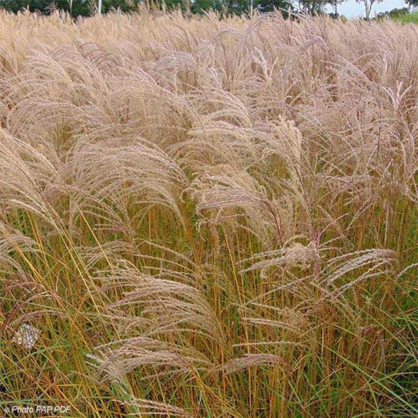 Miscanthus sinensis Flamingo (Porto)