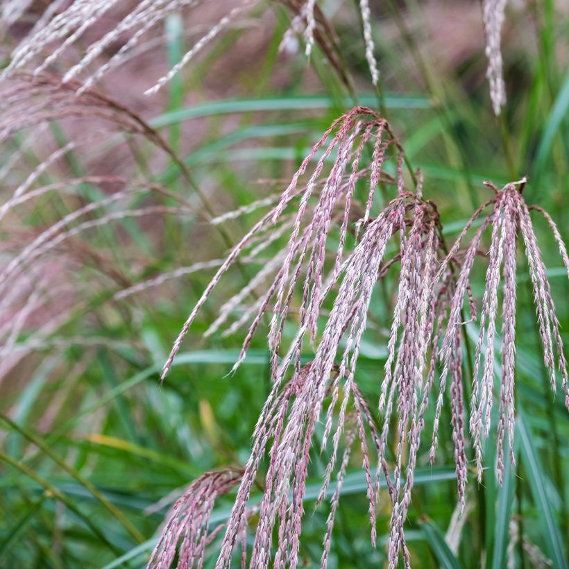 Miscanthus sinensis Flamingo (Fioritura)