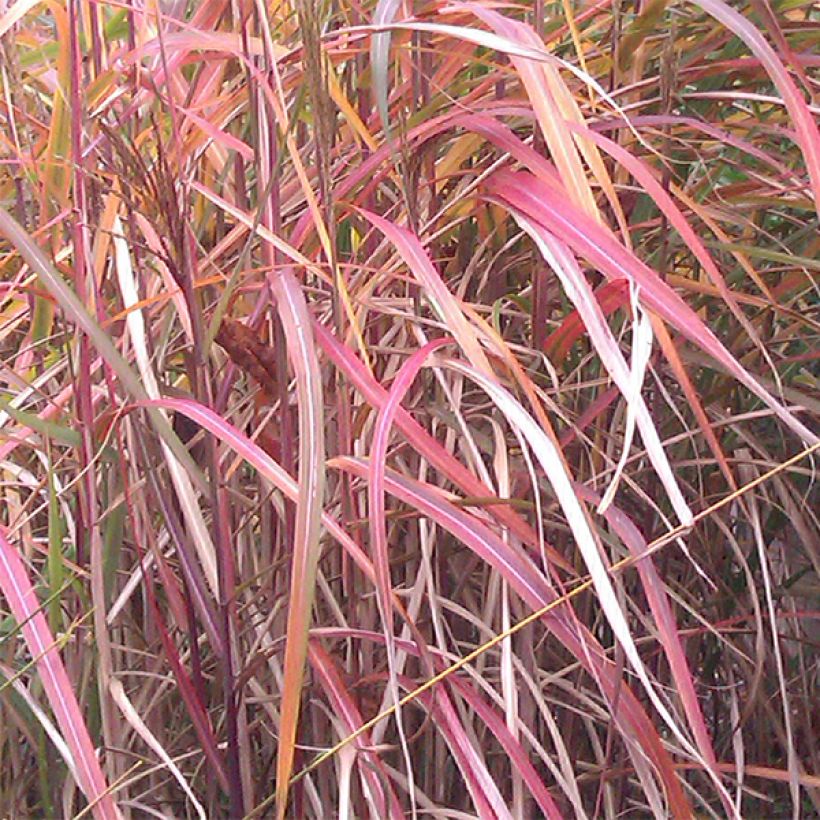 Miscanthus sinensis Ghana (Fogliame)